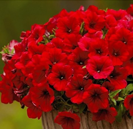 Petunia Ramblin Red (4103)